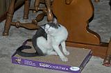20030923_Kitty Kat_063